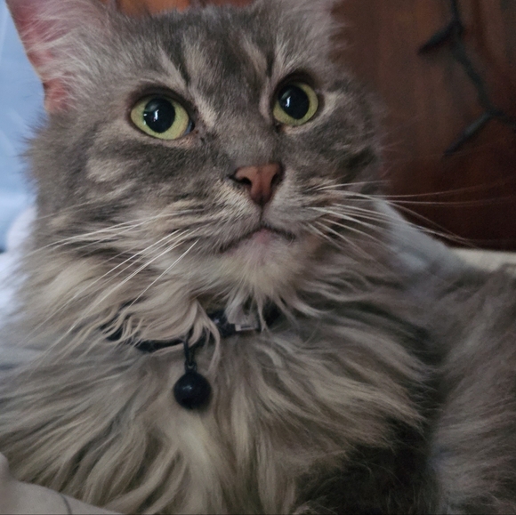 Meet your Posher, Leeanna - Picture 4 of 6